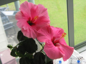 Hibiscus Bed & Breakfast, Waihi Beach